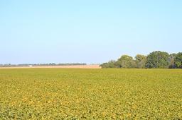 Tract 1 - 80.8 Surveyed Acres
