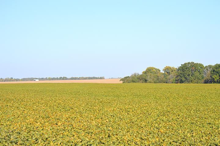 Tract 1 - 80.8 Surveyed Acres