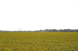 Tract 1 - 80.8 Surveyed Acres
