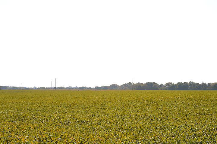 Tract 1 - 80.8 Surveyed Acres