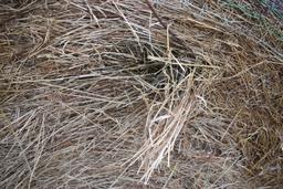 (15) 5'x6' net-wrapped bales of hay