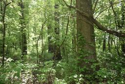 Lot 5: Unimproved 210' x 210' lot with mature standing timber