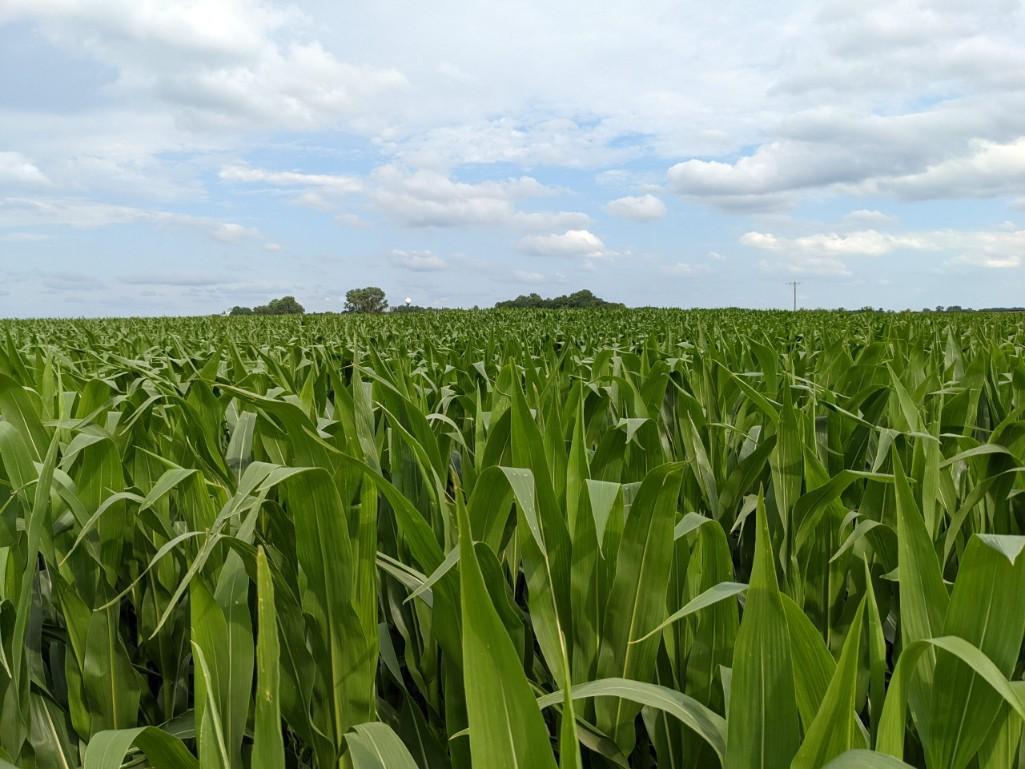 Tract 2 - 86.22 Surveyed Acres