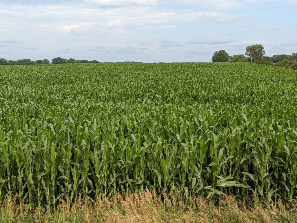 Tract 2 - 86.22 Surveyed Acres