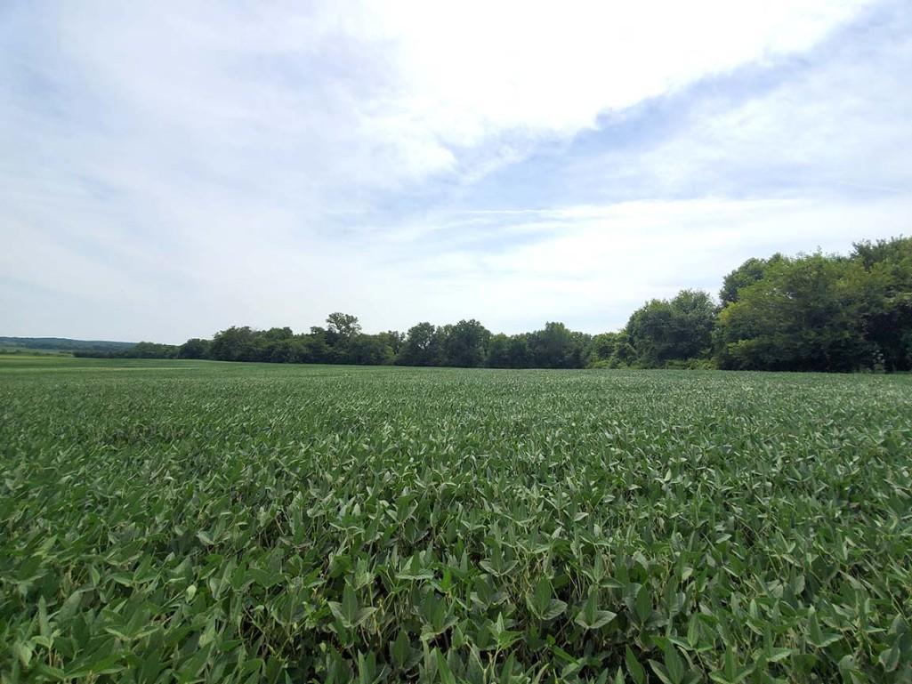 Tract 4 - 186.2 Surveyed Acres
