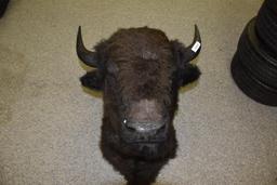 Large Buffalo Head