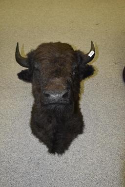 Large Buffalo Head