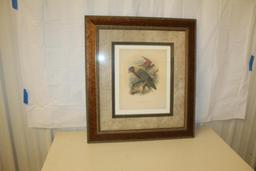 Rosenberg's Lory Trichoglossus Rosenbergii Print