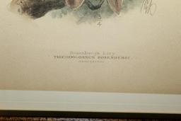 Rosenberg's Lory Trichoglossus Rosenbergii Print