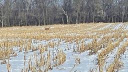 Tract 1 - 185.1 surveyed acres