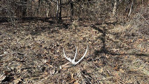 Tract 2 - 177.4 surveyed acres
