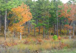 CASH SALE Lot in Cherokee Village Sharp County Arkansas Great Homesite With Amenities File 4919277