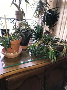 3- live plants= Aloe