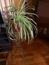2- Living Plants and stands