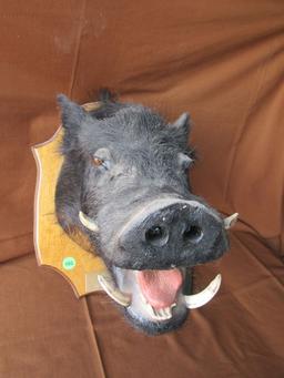 Boar head mount