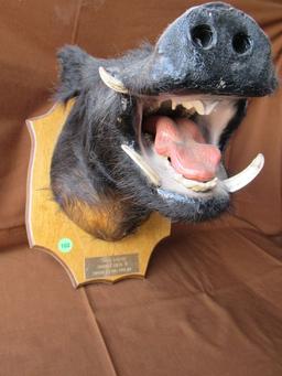 Boar head mount