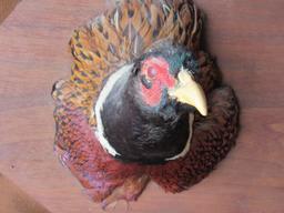 Pheasant head mount
