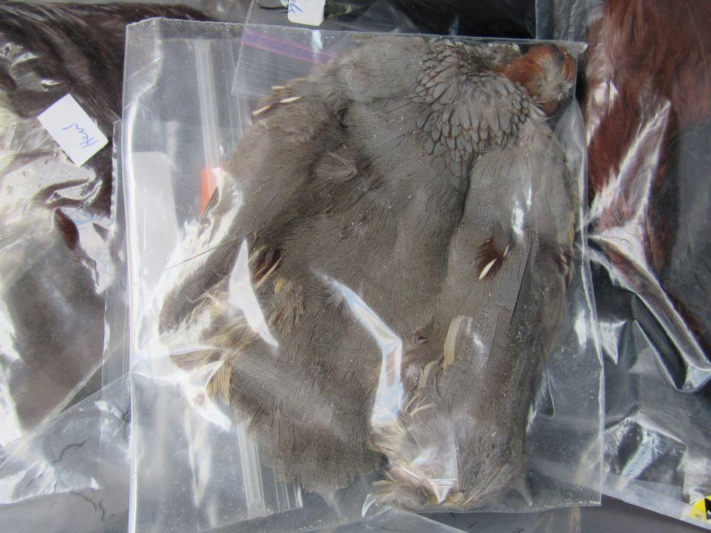 Assorted feathers for fly making