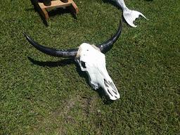 Cow Skull