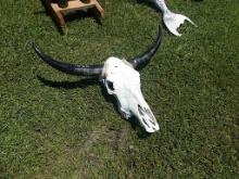 Cow Skull