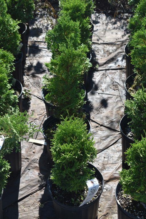 (6) Arborvitae Holmstrup