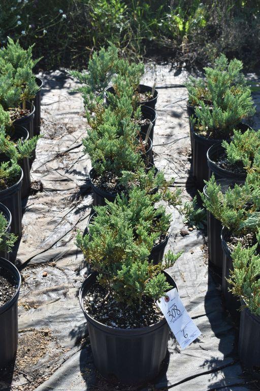 (6) Juniperus Weberi
