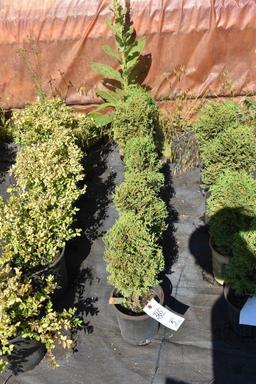 (5) Thuja Little Gem
