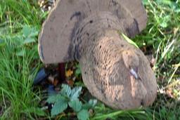 Turkey Decoy