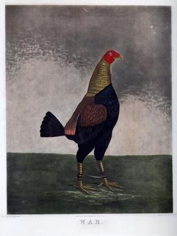 W.C. LEE WAR AND PEACE ROOSTER ENGRAVINGS