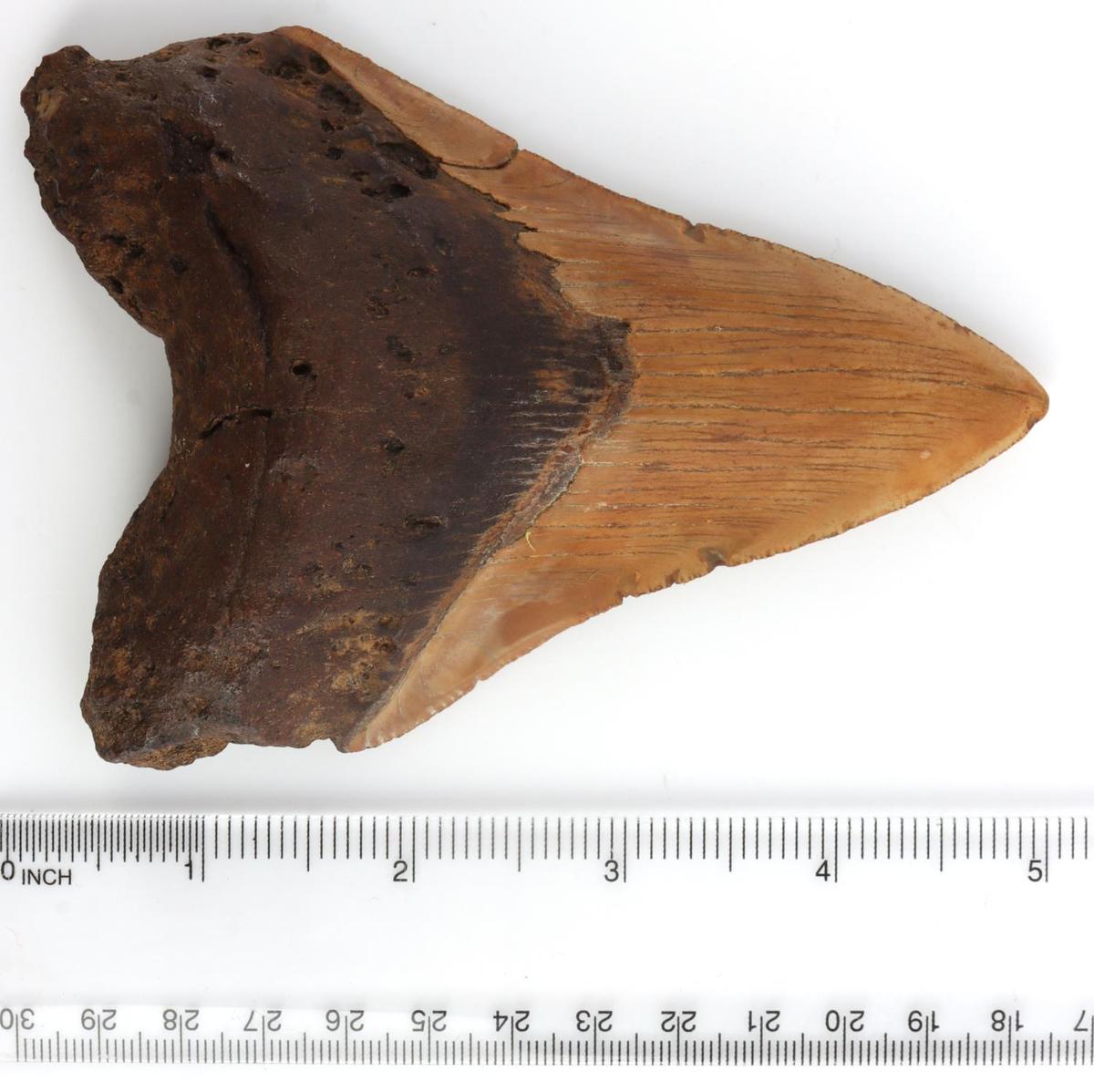 MEGALODON SHARK TOOTH MARINE FOSSIL