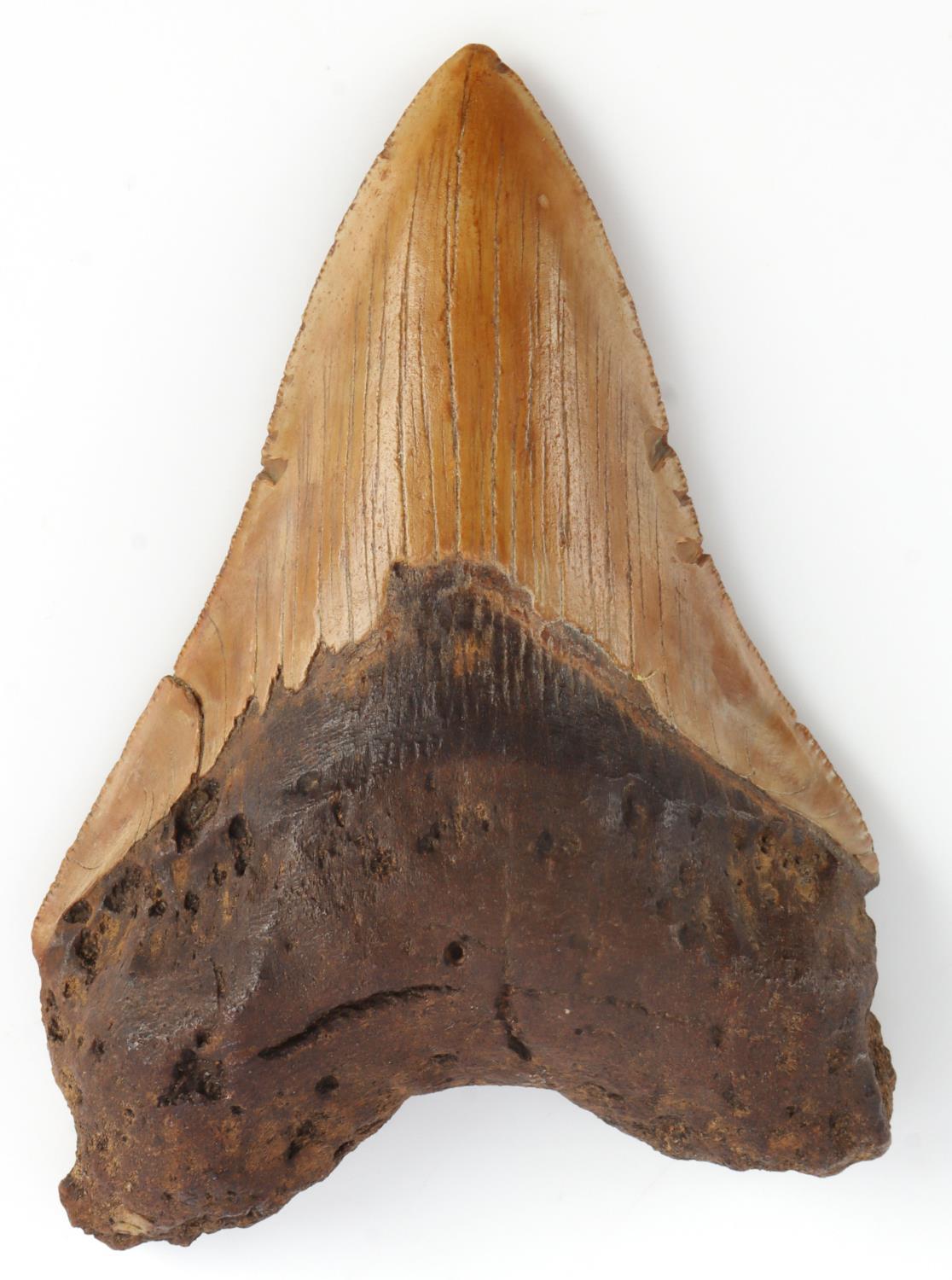 MEGALODON SHARK TOOTH MARINE FOSSIL