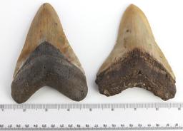 LOT OF 2 MEGALODON SHARK TOOTH MARINE FOSSIL