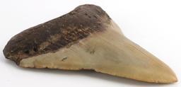 LOT OF 2 MEGALODON SHARK TOOTH MARINE FOSSIL