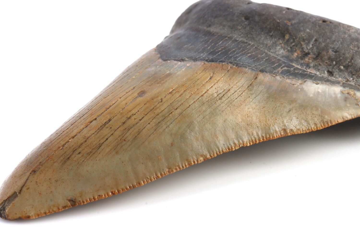 LOT OF 2 MEGALODON SHARK TOOTH MARINE FOSSIL