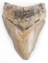 4.4 INCH FOSSIL MEGALODON GIANT SHARK TOOTH