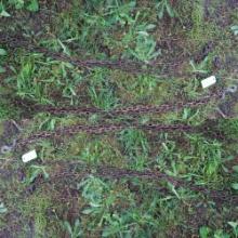 9 & 10 FT. LOG CHAINS W/ HOOKS