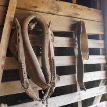HORSE HANES & COLLARS
