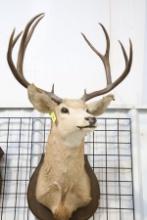 DEER MOUNT