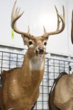 WHITE TAIL DEER MOUNT