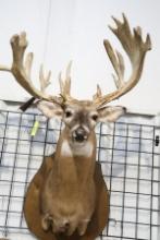 NON TYPICAL WHITE TAIL DEER MOUNT