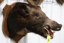 BOAR MOUNT