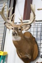 NON TYPICAL WHITE TAIL DEER MOUNT