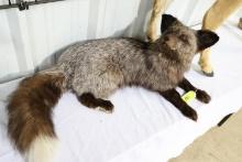 SILVER FOX MOUNT