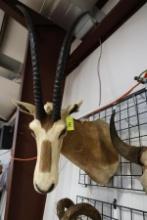 ORYX MOUNT