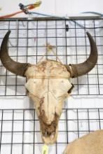 BUFFALO SKULL