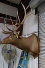 ELK MOUNT