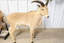 BARBARY SHEEP MOUNT
