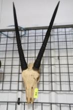 ORYX SKULL MOUNT