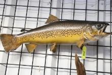 BROWN TROUT MOUNT