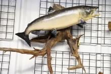 SALMON ON DRIFTWOOD
